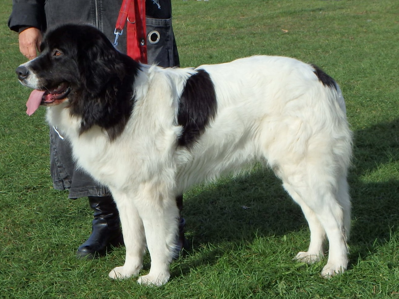 Aisha_z_podorlickych_albrechtic